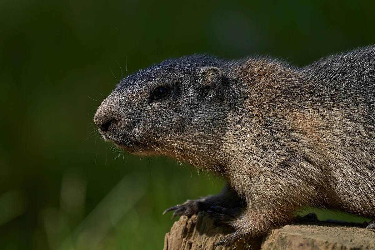 Featured image for “The Shadow of a Varmint”